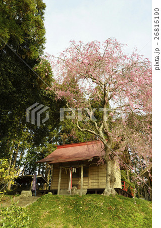 満開の桜が美しい仙台市太白区富田の八坂神社やさかじんじゃ,毎年4月29日が例祭 満開の桜が美しい仙台市太白区富田の八坂神社やさかじんじゃ,毎年4月29日が例祭 26816190