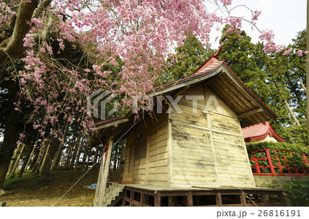 満開の桜が美しい仙台市太白区富田の八坂神社やさかじんじゃ,毎年4月29日が例祭 満開の桜が美しい仙台市太白区富田の八坂神社やさかじんじゃ,毎年4月29日が例祭 26816191
