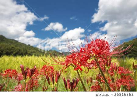 マンジュシャゲの花と青空 26816363