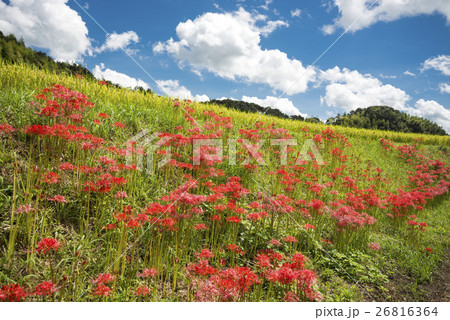 斜面に咲くマンジュシャゲの花の群落と青空 斜面に咲くマンジュシャゲの花の群落と青空 26816364