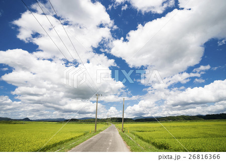 田の中の道と空 26816366