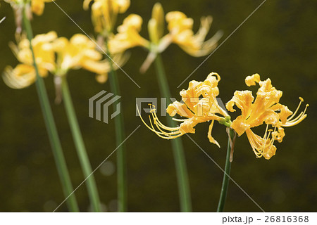 雨に濡れたショウキズイセンの花の写真素材