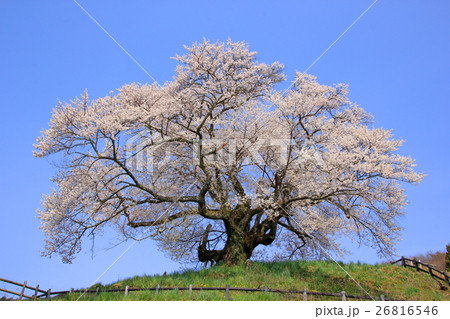 発地のヒガン桜 26816546