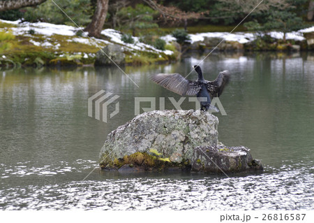 金閣寺（鹿苑寺）鏡湖池　カワウ 26816587