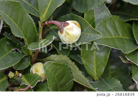 お茶の花の蕾 26816839