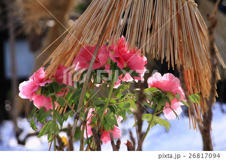 雪、藁囲いの冬ぼたん 26817094