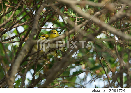 鳥 からし色 昆虫 26817244