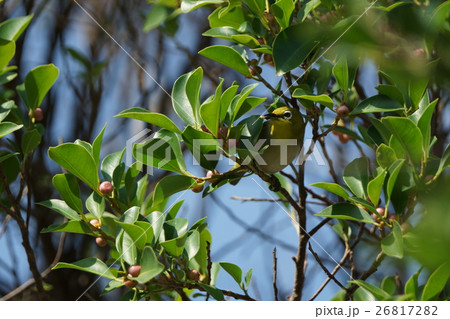 鳥 からし色 昆虫 26817282