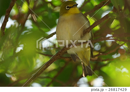 鳥 からし色 昆虫 26817429