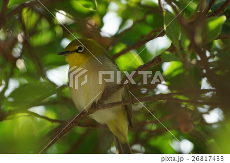 鳥 からし色 昆虫 26817433