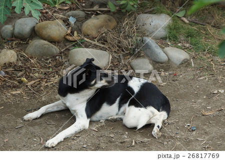 犬 狗 わんこ 26817769
