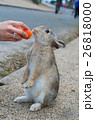 うさぎ　ニンジン　かわいい　ペット　写真 26818000