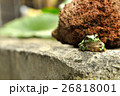 カエル　かわいい　背景　写真 26818001