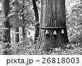 御神木　しめ縄　モノクロ　イメージ　写真 26818003