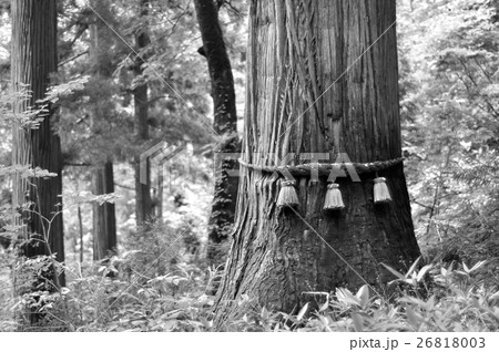 御神木　しめ縄　モノクロ　イメージ　写真 26818003