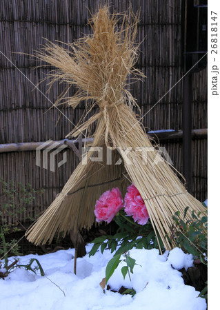 雪、藁囲いの冬ぼたん 26818147
