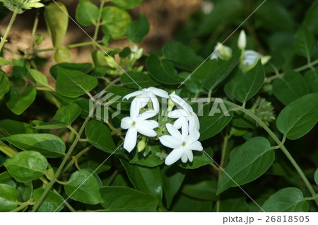 ボルネオソケイ 26818505