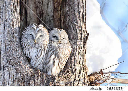 エゾフクロウの夫婦の写真素材 [26818534] - PIXTA