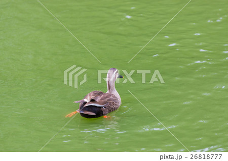 Duck swimming in the river Duck swimming in the river 26818777