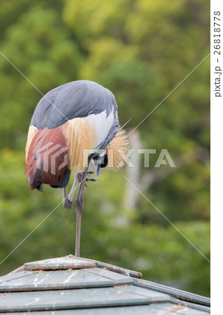 Grey Crowned-crane standing on roof. 26818778