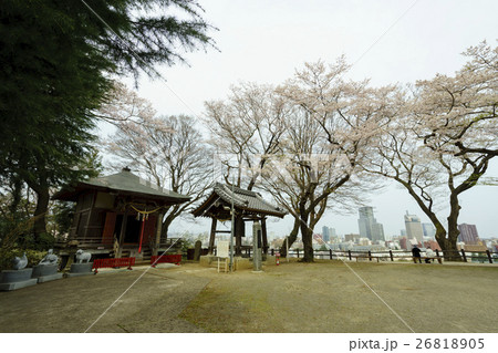 満開の桜と仙台市中心部の街並みを高台より望む 26818905