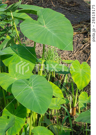 Green Clump of Large Leaf caladium. Green Clump of Large Leaf caladium. 26819175