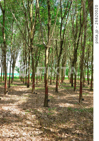 rubber plantation 26820020