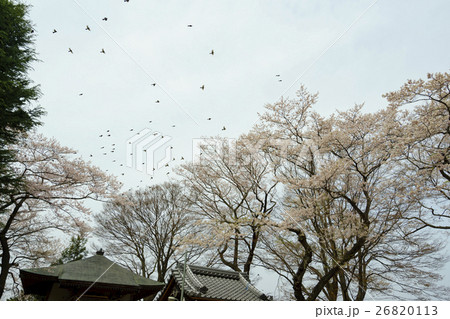桜が満開の仙台総鎮守「愛宕神社」あたごじんじゃatago shrine飛び立つ鳩 26820113