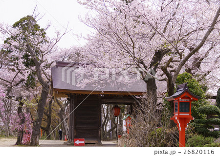 桜が満開の仙台総鎮守「愛宕神社」あたごじんじゃatago shrine伊達政宗とともに仙台へ移転 26820116