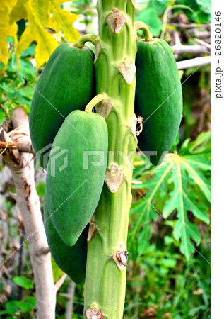 papaya 26820146
