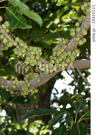 アコウの実 26820221