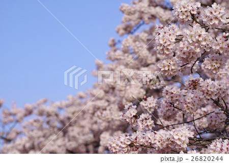 満開の桜ソメイヨシノと早朝の青空左上コピースペース春イメージ柔らかいボケ横マクロレンズ撮影 満開の桜ソメイヨシノと早朝の青空左上コピースペース春イメージ柔らかいボケ横マクロレンズ撮影 26820244
