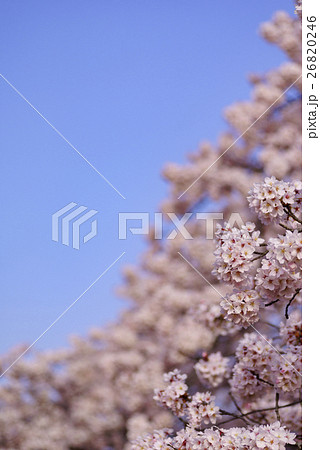 満開の桜ソメイヨシノと早朝の青空左上コピースペース春イメージ柔らかいボケ縦マクロレンズ撮影 満開の桜ソメイヨシノと早朝の青空左上コピースペース春イメージ柔らかいボケ縦マクロレンズ撮影 26820246