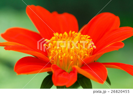 Red Zinnia Flower Red Zinnia Flower 26820455