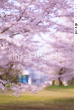 春爛漫桜の背景用ボケBOKE縦広告ポスター合成用背景前面が引き立つCherry background 春爛漫桜の背景用ボケBOKE縦広告ポスター合成用背景前面が引き立つCherry background 26820577