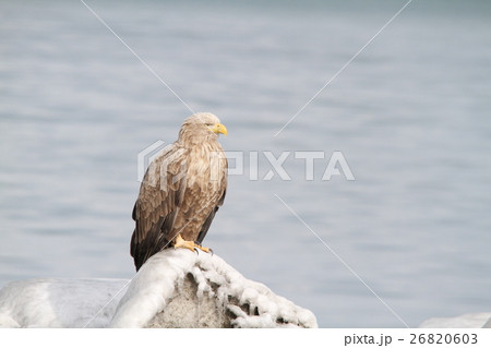 オジロワシ （成鳥） 26820603