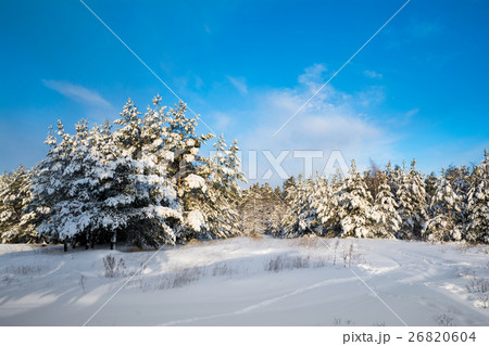 Winter landscape with snow in wood 26820604