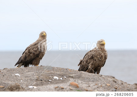 オジロワシ （成鳥） つがい 26820605