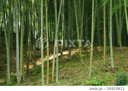 竹林 竹林 26820621