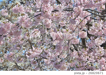 ミスミオオヒラザクラ 26820671