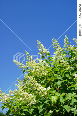青空に映えるノリウツギ 26820828