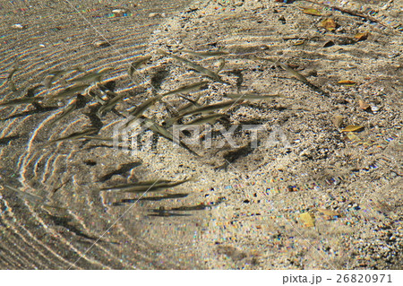 産卵の為、湧き水に集まる鮎 26820971
