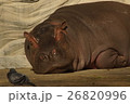 カバ 26820996