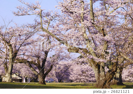 風光明媚の地で春を告げる桜前線の公園,仙台市民に親しまれている三神峯公園満開のソメイヨシノ観光地 26821121