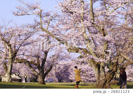 風光明媚の地で春を告げる桜前線の公園 仙台市民に親しまれている三神峯公園満開のソメイヨシノ観光地の写真素材