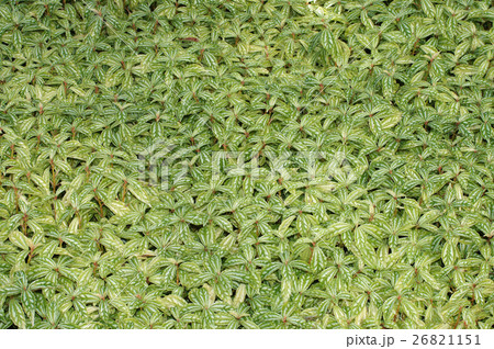 ピレア・カディエレイ 26821151