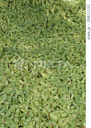 ピレア・カディエレイ 26821152