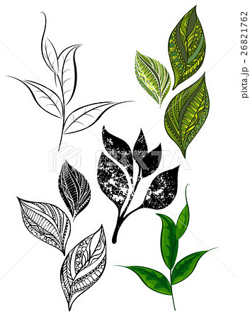 Set from tea shoots and leaves Set from tea shoots and leaves 26821762