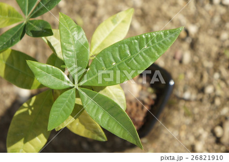 パキラ パキラ 26821910