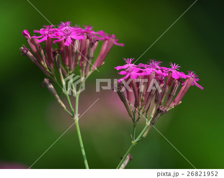 ムシトリナデシコ淡紅色の花 26821952